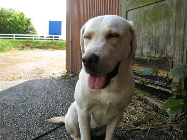 Labrador retriever Donna - Hehe billede 8