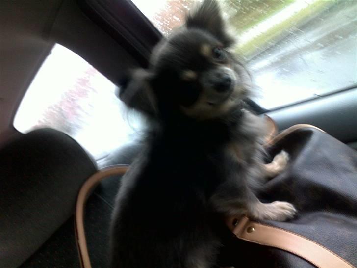 Chihuahua Royal billede 6