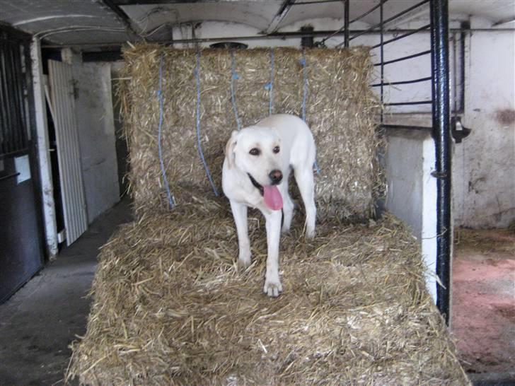 Labrador retriever Donna - Så er man kommet højt oppe billede 9