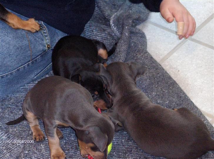 Dvaergpinscher Tiki - Mig i midten sammen med to af mine søskende på Roskilde dyreinternat. billede 2