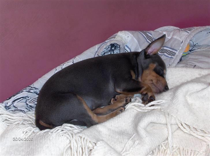 Dvaergpinscher Tiki - Nåh ja, selv den bedste kan jo gå hen og blive lidt træt. billede 3