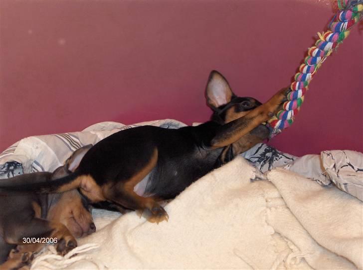 Dvaergpinscher Tiki - Du kan få min rumpe kan du. billede 4