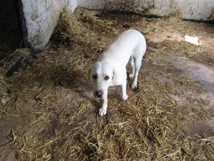 Labrador retriever Donna - Ude i stalden billede 10