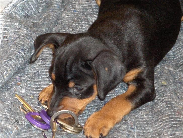 Dvaergpinscher Tiki - Gad vide om de kan spises ? billede 5