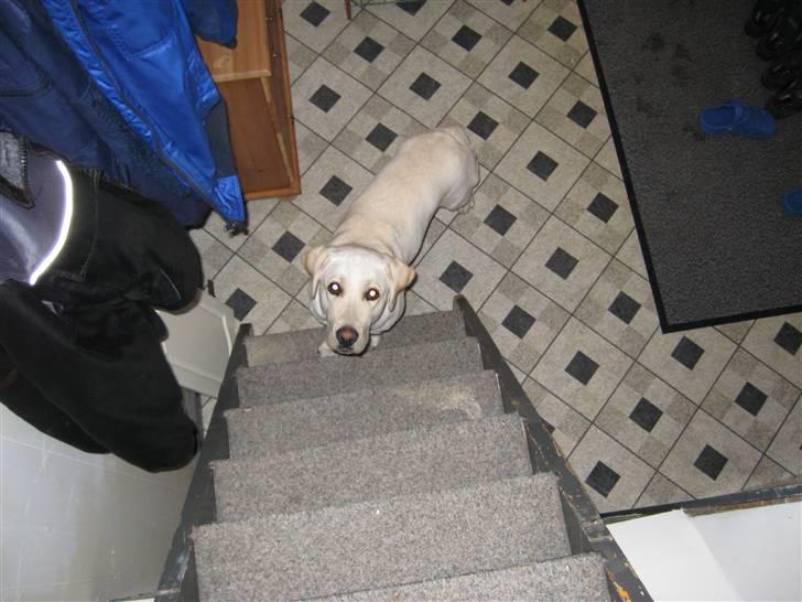 Labrador retriever Donna - De trapper er sku for meget billede 11