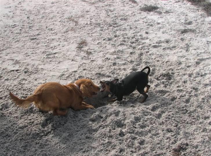 Dvaergpinscher Tiki - Fandt lige en legekammerat på stranden. billede 6