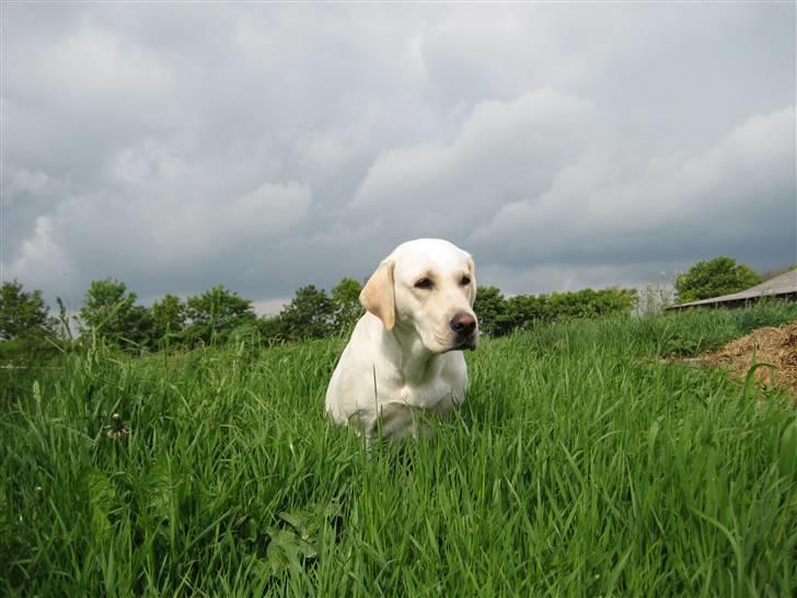 Labrador retriever Donna - Ude i det høje græs billede 12