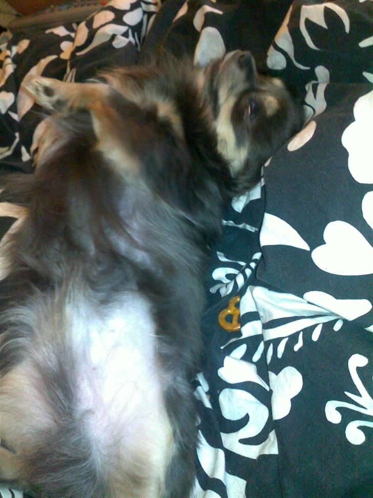 Chihuahua Royal billede 7