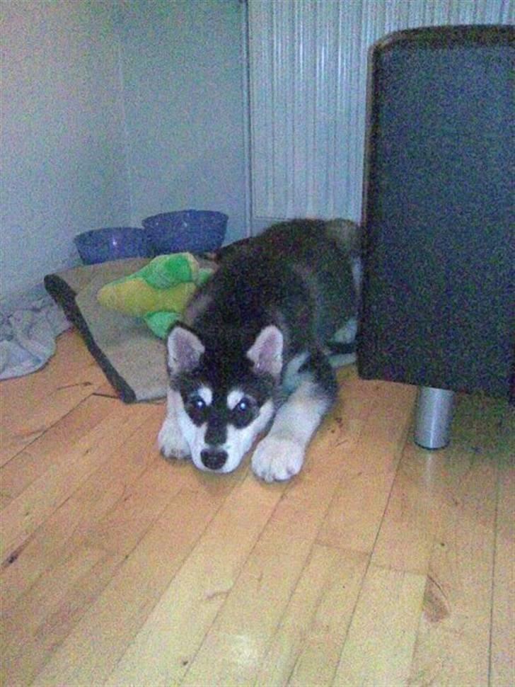 Alaskan malamute noah - en lille træt dreng.. billede 1