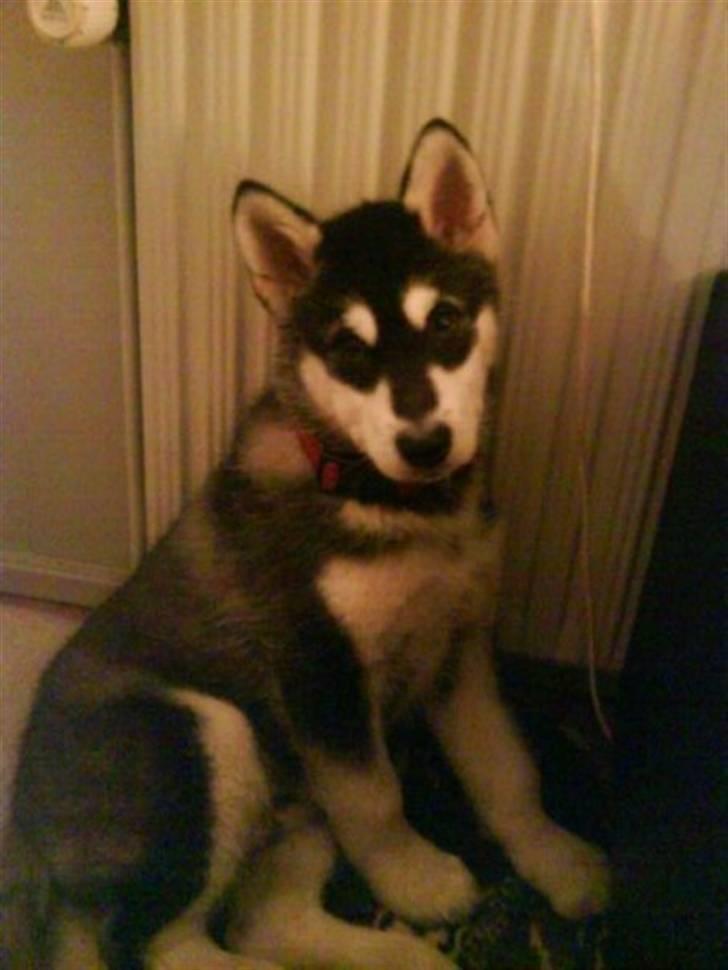 Alaskan malamute noah - her har vi lige fået ham hjem billede 2