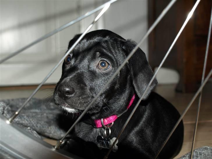 Blanding af racer Enya - Enya en uge før vi fik hende hjem! billede 1