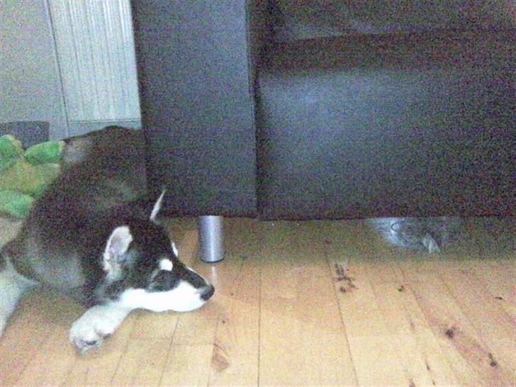 Alaskan malamute noah - her har han fået øje på katten under sofaen.. billede 3