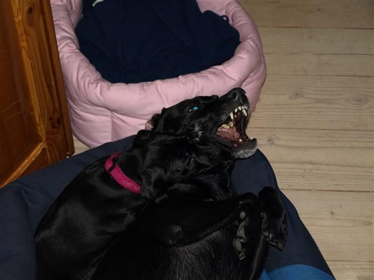 Blanding af racer Enya - Be aware.... i´m a bad bad dog! billede 3