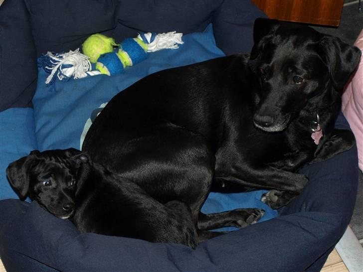 Blanding af racer Enya - afslapning... billede 4