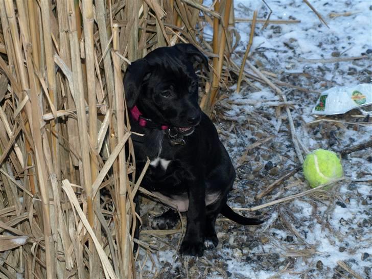 Blanding af racer Enya billede 5