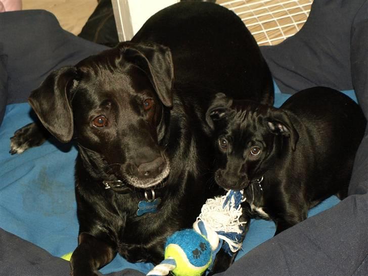 Blanding af racer Enya - HeY,,, den vil jeg os bide i! billede 6