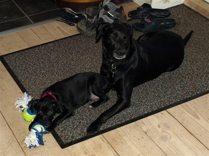 Blanding af racer Enya - Fifi´s moderlige gen lev hurtigt vakt! billede 7