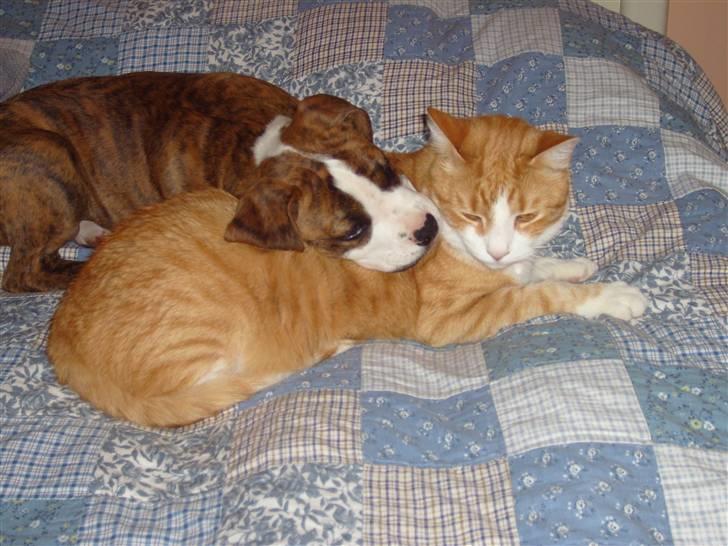 Blanding af racer Bella - Bella og hankatten Bobbe i et intimt øjeblik :) billede 10