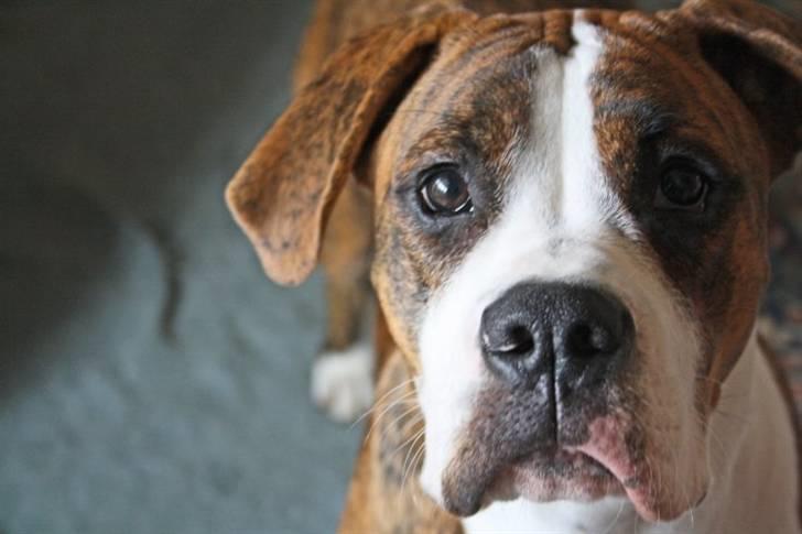 Blanding af racer Bella billede 11