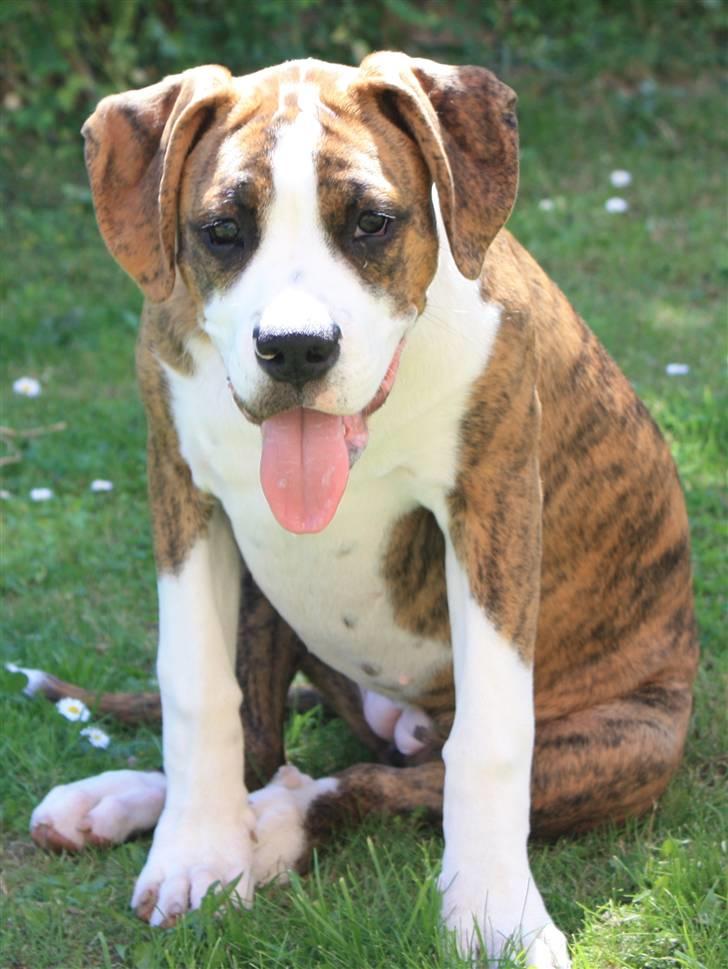 Blanding af racer Bella billede 12