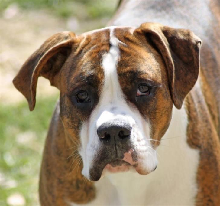 Blanding af racer Bella billede 13