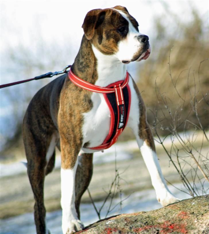 Blanding af racer Bella billede 14