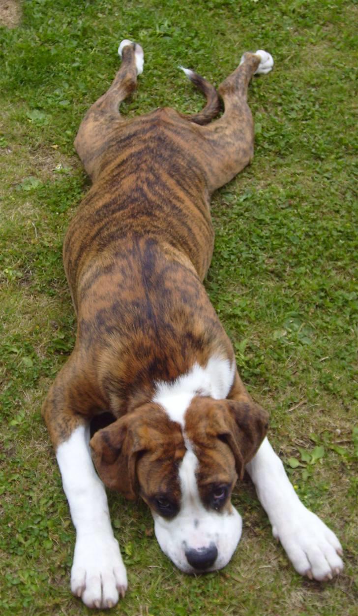 Blanding af racer Bella billede 15