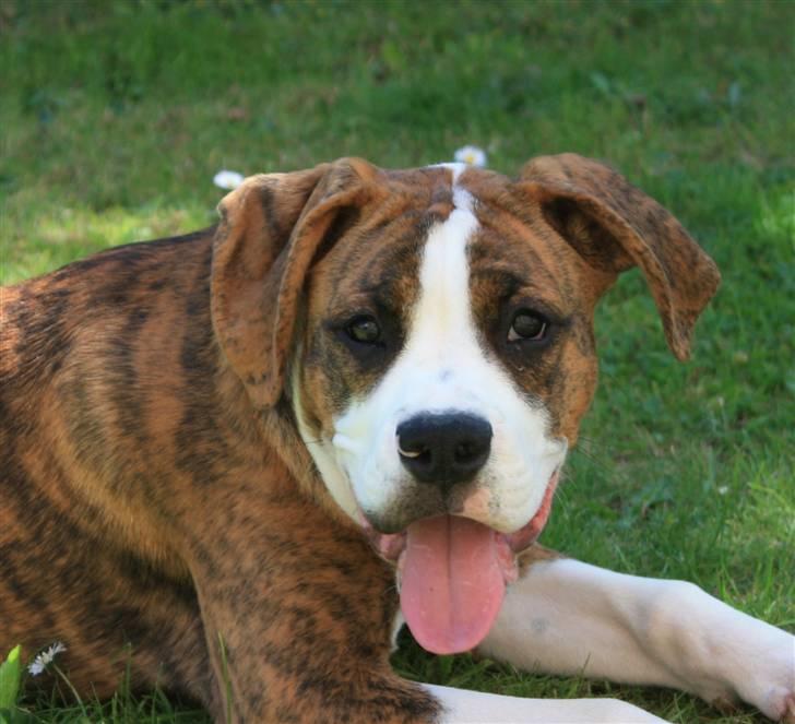 Blanding af racer Bella billede 16