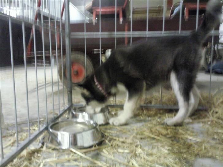 Alaskan malamute kiara. billede 5