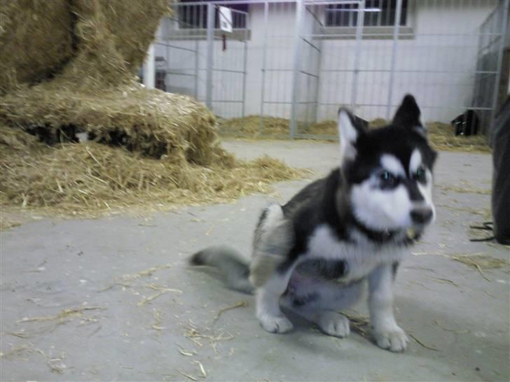 Alaskan malamute kiara. billede 6