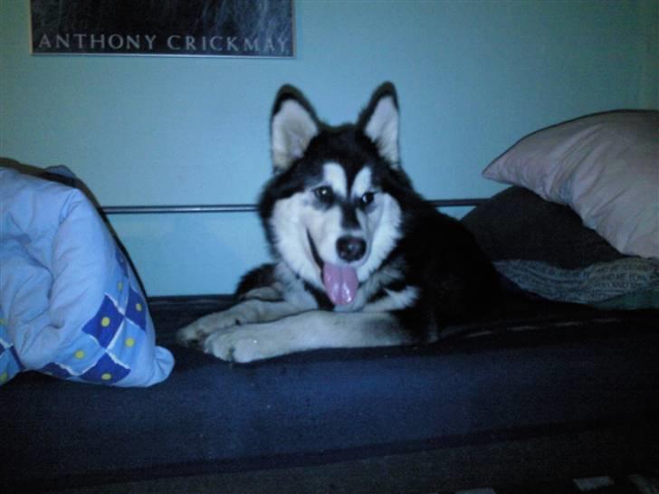 Alaskan malamute kiara. billede 7