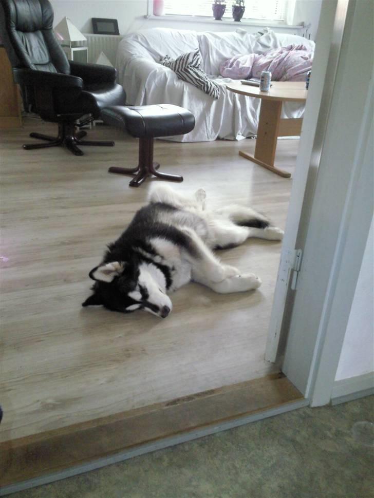 Alaskan malamute kiara. - puha det er hårdt at være på besøg og leje billede 8