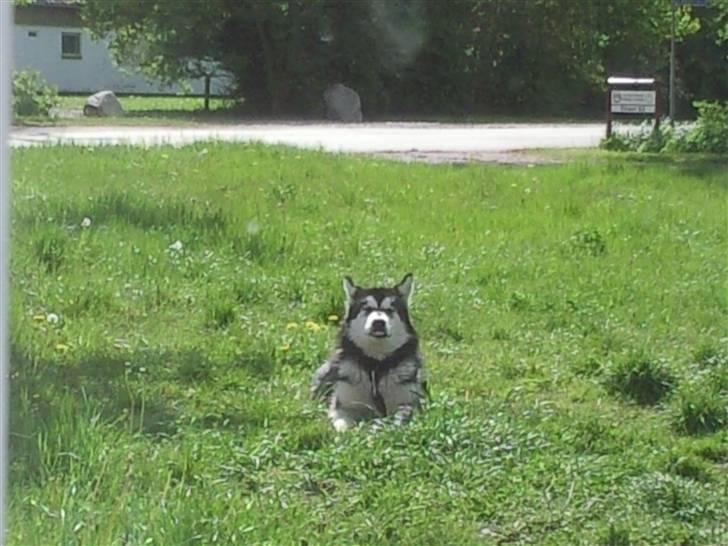 Alaskan malamute kiara. billede 9