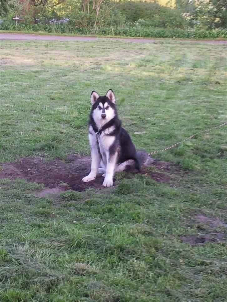 Alaskan malamute kiara. billede 10