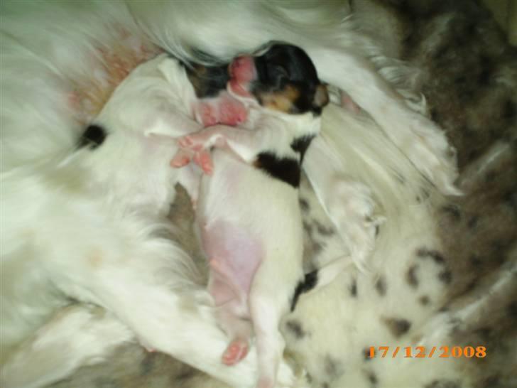 Papillon Kiwi billede 11