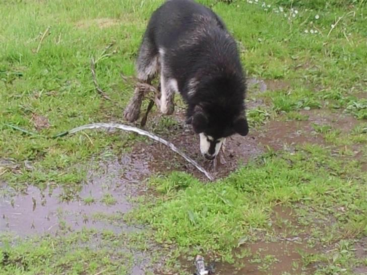 Alaskan malamute kiara. billede 11