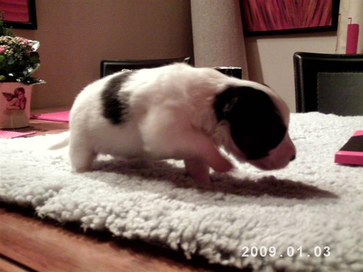 Papillon Kiwi billede 12