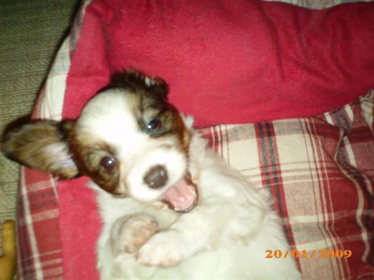 Papillon Kiwi billede 13