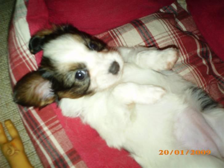 Papillon Kiwi billede 14