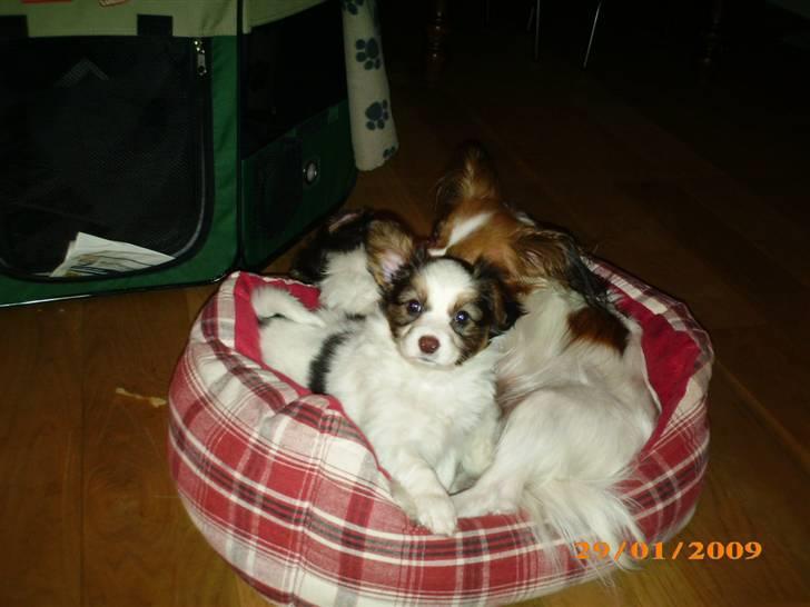 Papillon Kiwi billede 15