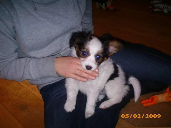 Papillon Kiwi billede 16