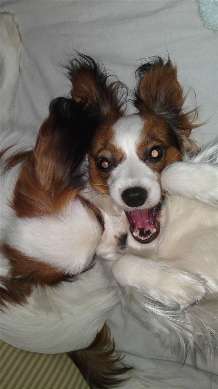 Papillon Kiwi billede 17