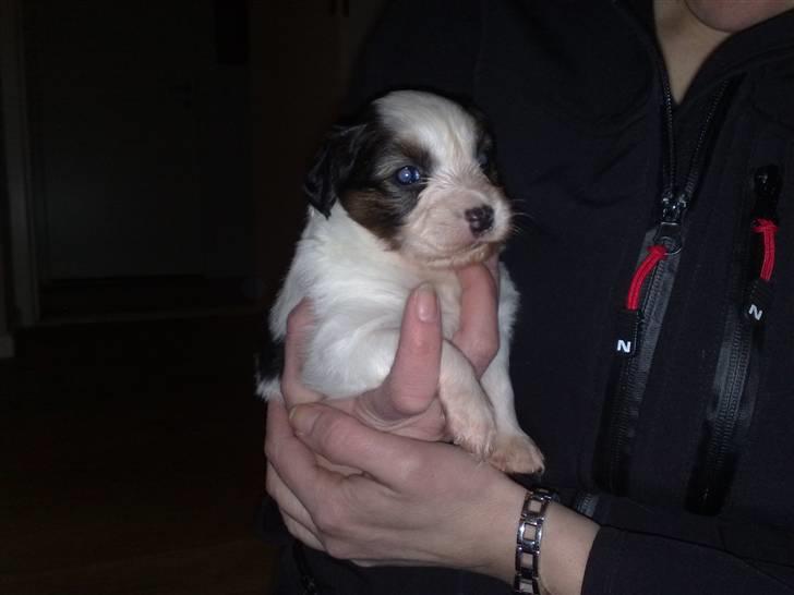 Papillon Kiwi billede 18