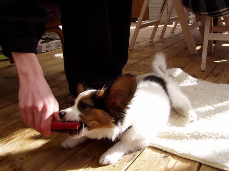 Papillon Kiwi billede 19