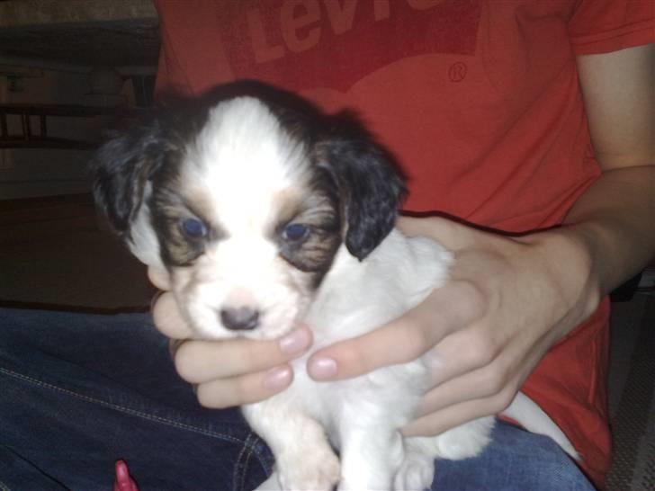 Papillon Kiwi billede 20