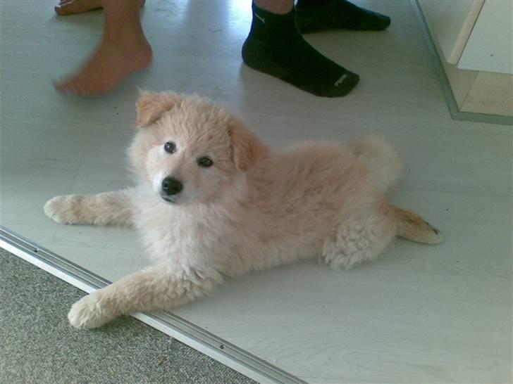 Blanding af racer Bamse - 10 uger gammel. billede 2