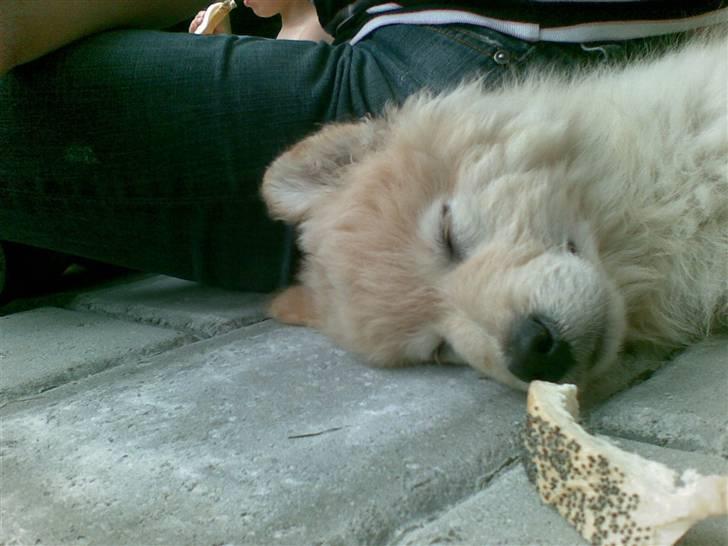 Blanding af racer Bamse - Det er ikke altid det bare sjov at være lille hund. billede 3