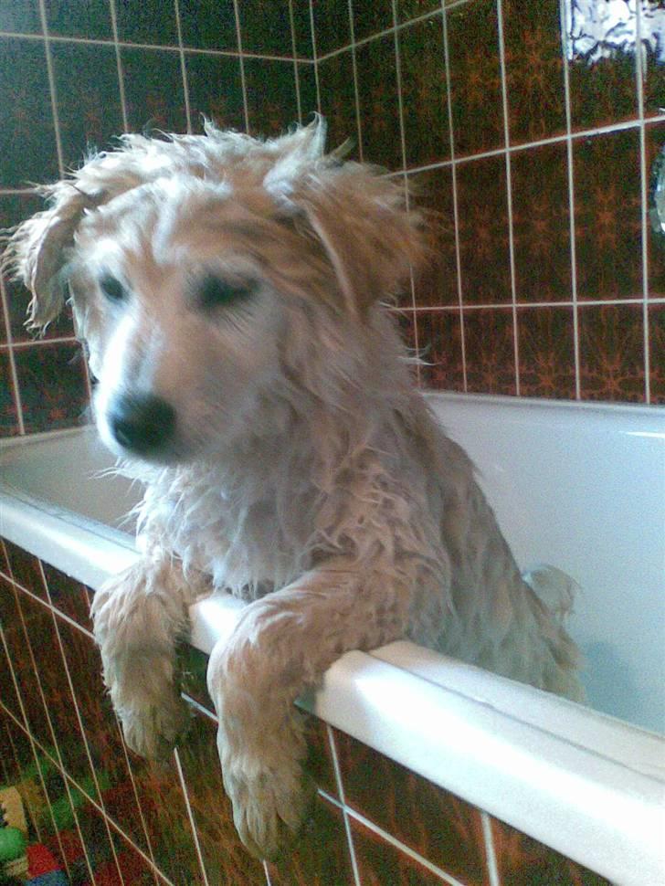 Blanding af racer Bamse billede 4