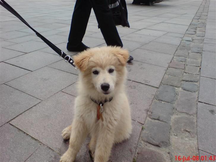 Blanding af racer Bamse - SKAL jeg gå? billede 5