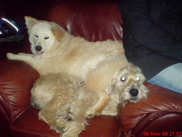 Blanding af racer Bamse - Bamse SKAL være der. Den anden hund var vores dejlige Trunte som vi desværre måtte sige farvel til d.9 Maj. Savner dig tøs billede 6